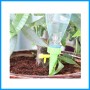Plant Watering Device